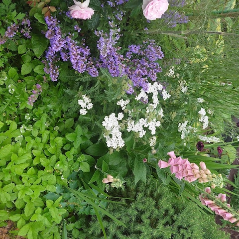 現場経験を生かした庭づくり・植栽提案