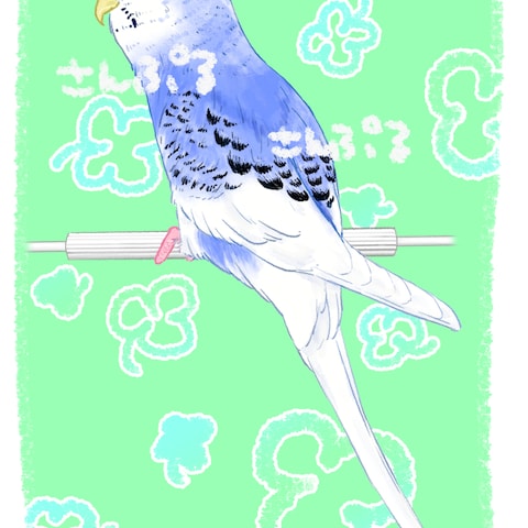 セキセイインコのおんなのこ
