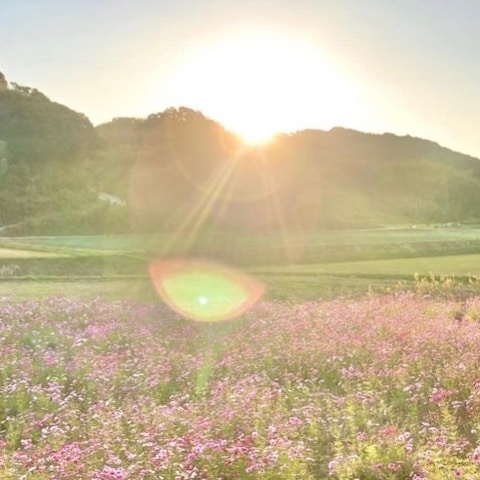 秋桜