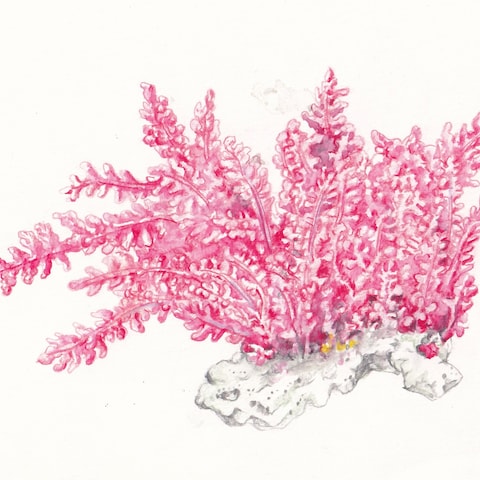 クラランス様販促冊子belle掲載「クラランス植物図鑑」挿絵