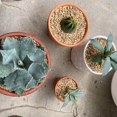 実際の植え替え等のご依頼