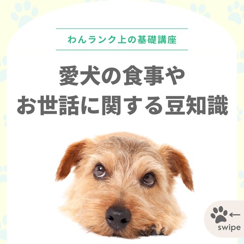 ドッグフード販売会社のInstagramテンプレートデザイン