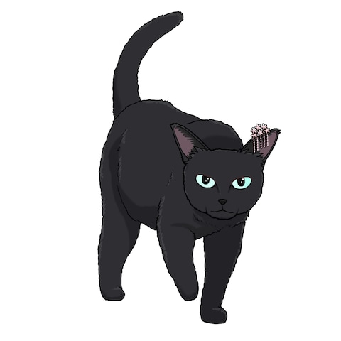 黒猫