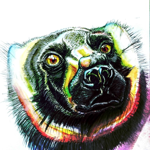 狐猿