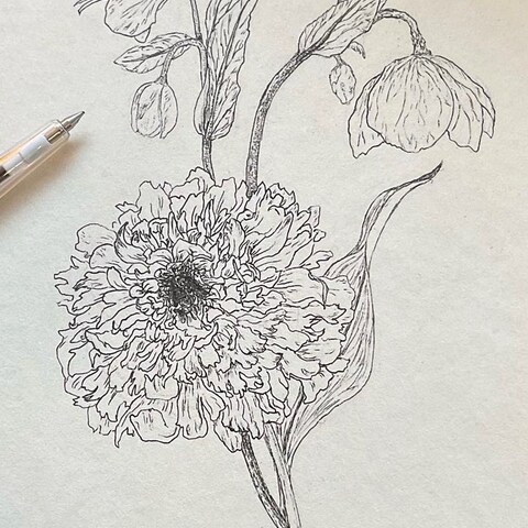 植物のペン画イラスト