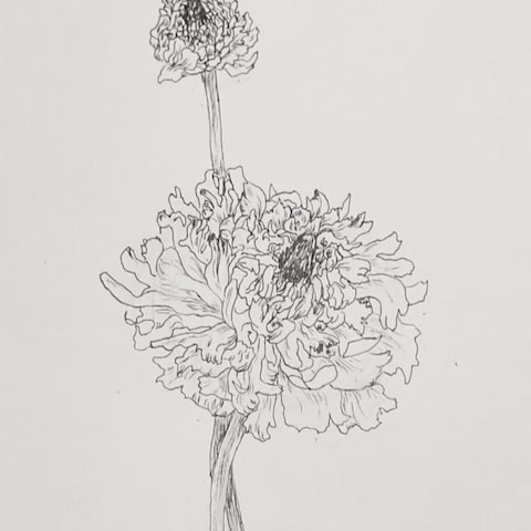 植物のペン画イラスト