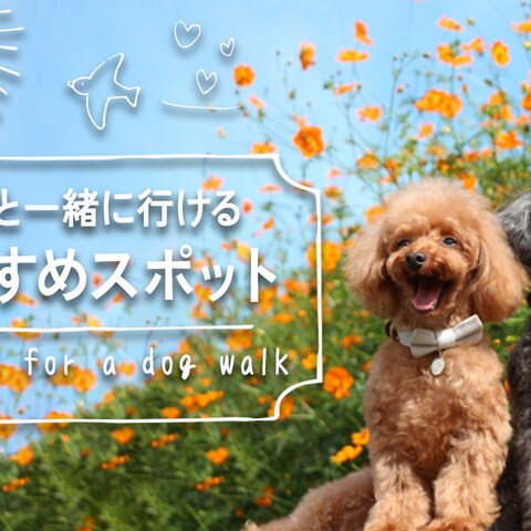 ワンちゃんとおでかけ