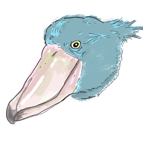 アニマルフェイス　ハシビロコウ
