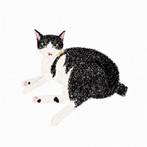 先輩のお家のねこ