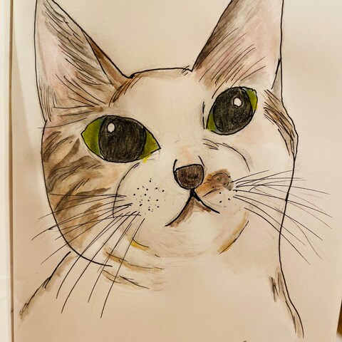 猫のイラストーハマチ君