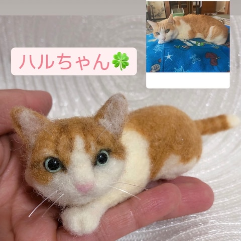 猫のハルちゃん