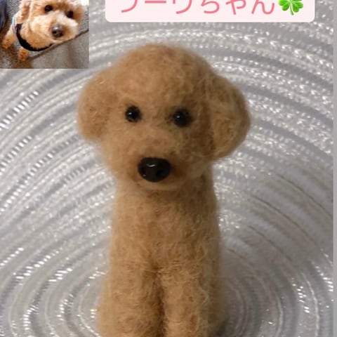 トイプードルのプーウちゃん