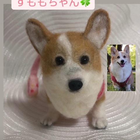 コーギーのすももちゃん