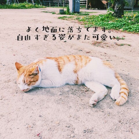 地面に落ちている猫