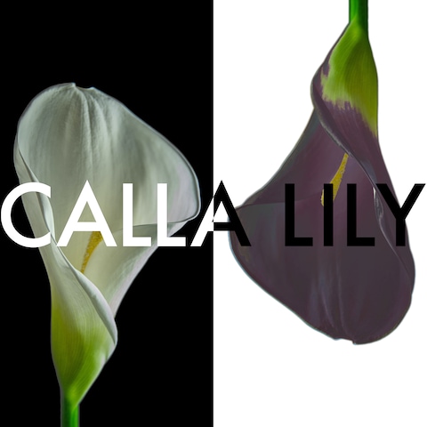 CALLA（カラー）の魅力を伝えるデザイン