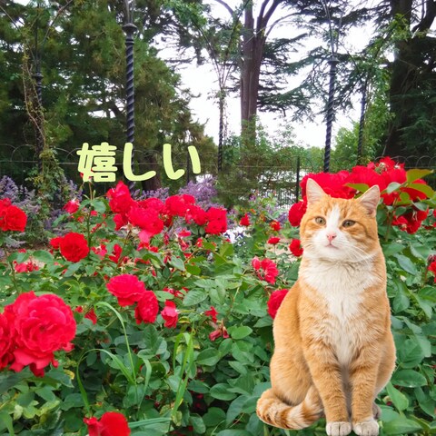 ✨嬉しい〜って最高✨最近、心から嬉しい出来事がありましたか？