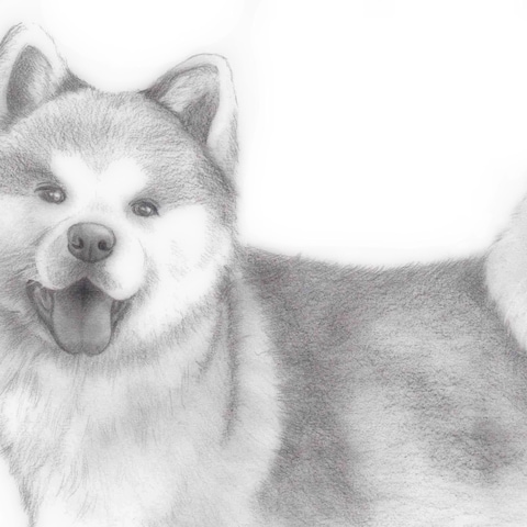 秋田犬