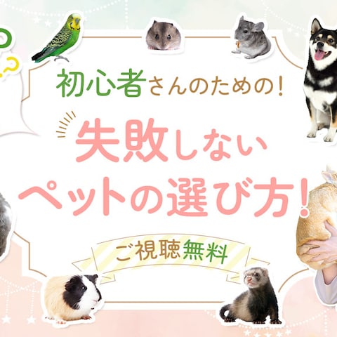 UTAGE LPヘッダー