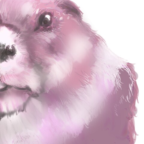 ピンクマーモットのUV画像