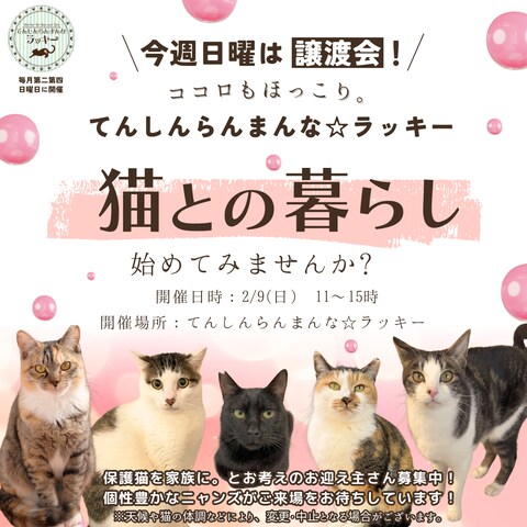 保護猫の譲渡会PRバナー