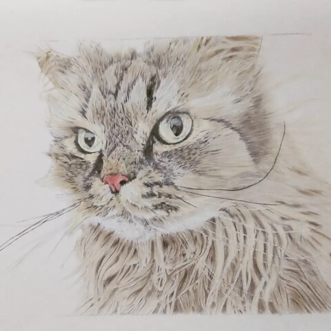 愛猫もこち