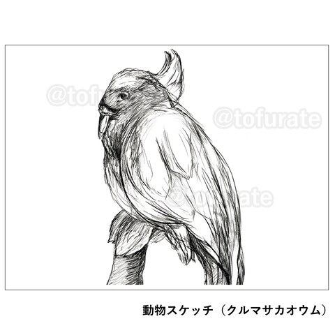 クルマサカオウム（スケッチ）