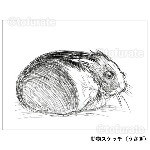 丸まっているうさぎ