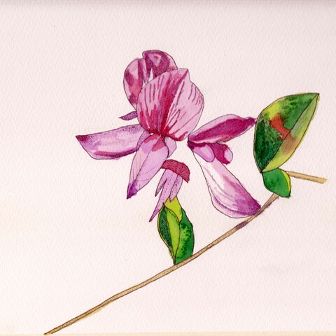萩の花