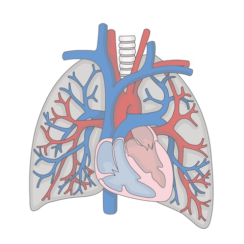 肺と心臓のイラスト