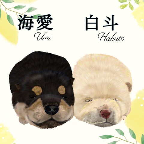 犬の赤ちゃん