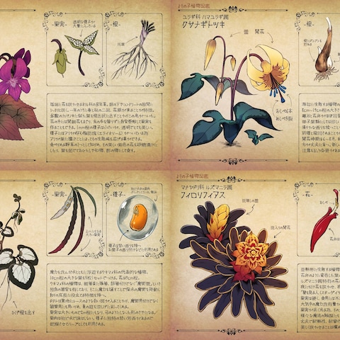 図鑑風植物イラスト