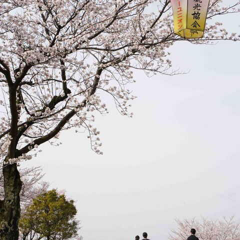 桜と家族