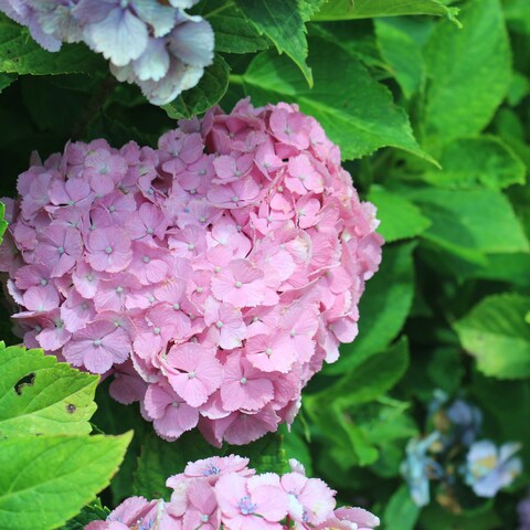 紫陽花