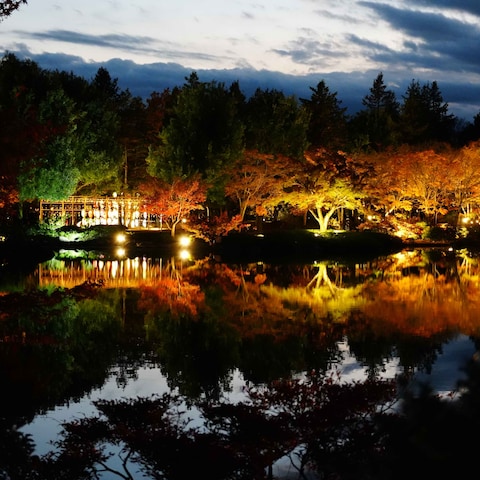 国営昭和記念公園ライトアップ