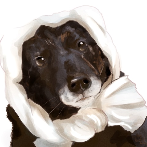 甲斐犬ちゃんの似顔絵