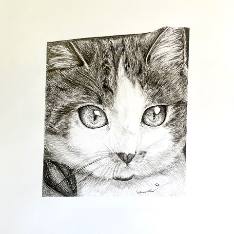 猫