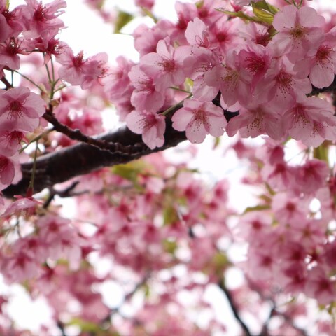 河津桜、可愛い色。