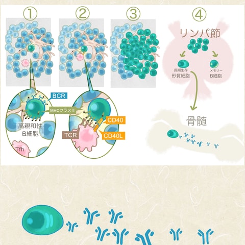 専門誌寄稿文挿絵 図4 胚中心での高親和性B細胞の選択と分化