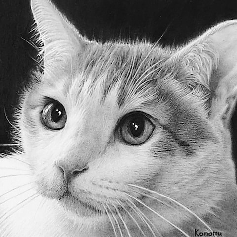 House Cat Mitarashi