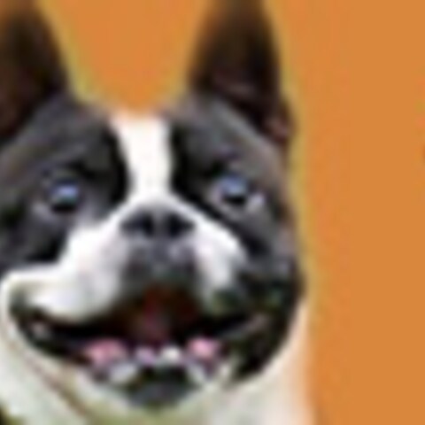 ポートフォリオ_ペットフード