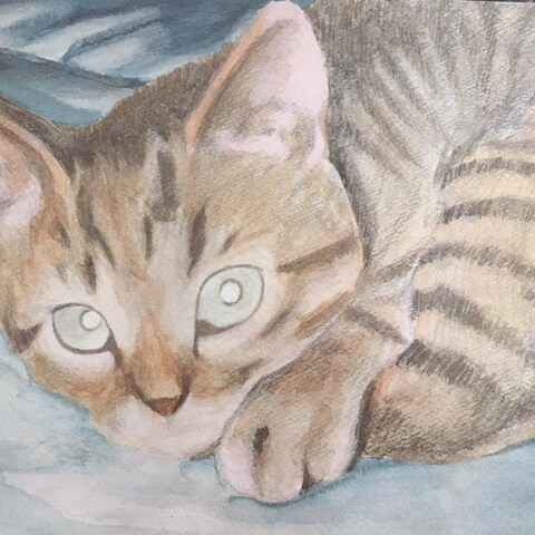 愛猫