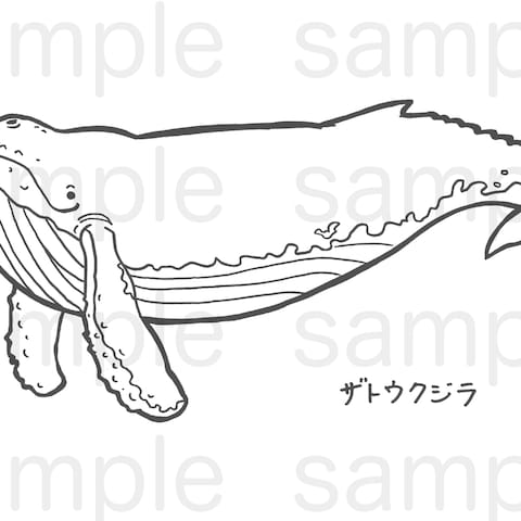 ザトウクジラの塗り絵