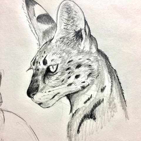 サーバルキャットさん
