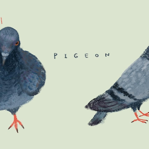 鳩