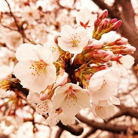 一般人から見た桜