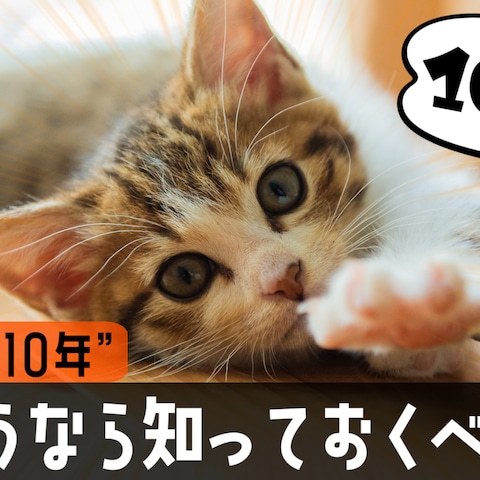 動物・紹介動画のサムネイル