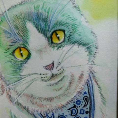 青いバンダナ猫