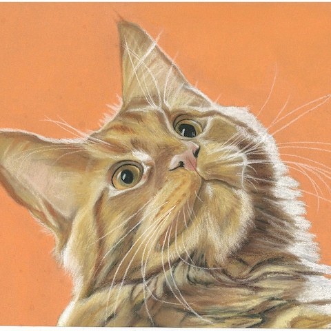 猫1