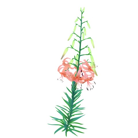鬼百合