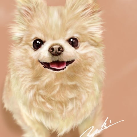 愛犬チワワ